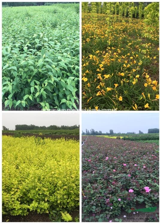 供應(yīng)萱草大花萱草金娃娃萱草萱草價格