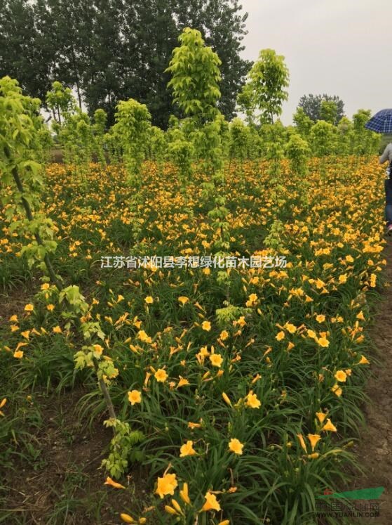 供應(yīng)萱草大花萱草金娃娃萱草萱草價格