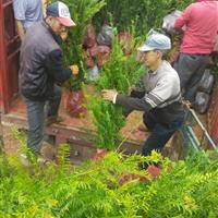 吸收甲醛的高手“紅豆杉”馳騰苗木基地大量出售