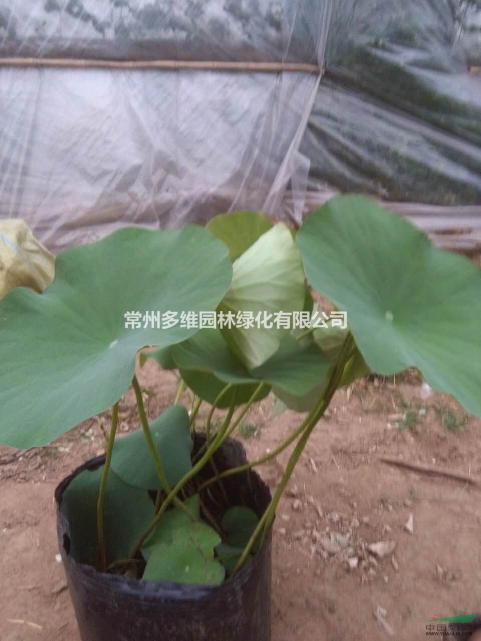 江蘇地區(qū)供應(yīng)大盆荷花