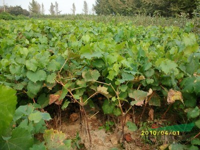 2公分紅寶石無核葡萄苗基地