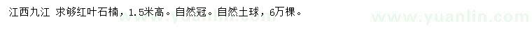 求購高1.5米紅葉石楠