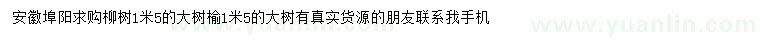 求購1.5米柳樹、大樹榆