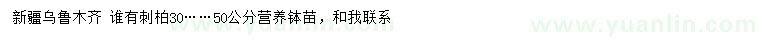 求購30、50公分刺柏