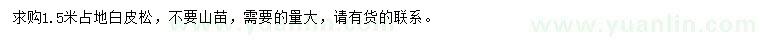求購1.5米占地白皮松