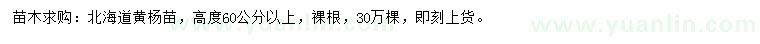 求購高度60公分以上北海道黃楊苗