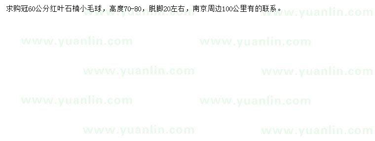 求購冠幅60公分紅葉石楠球