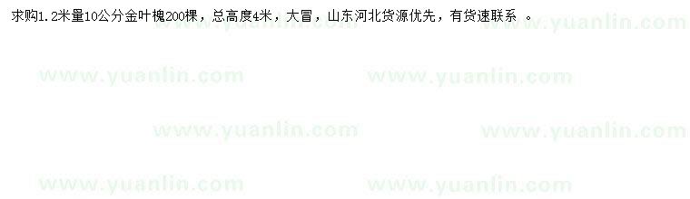求購1.2米量10公分金葉榆