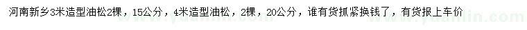 求購15、20公分造型油松