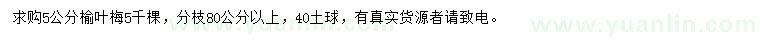 求購5公分榆葉梅