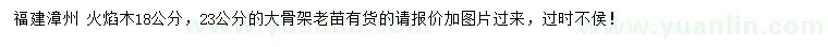求購18、23公分火焰木