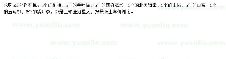 求購香花槐、刺槐、金葉榆等
