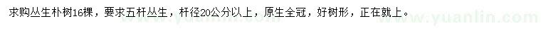 求購五桿叢生樸樹