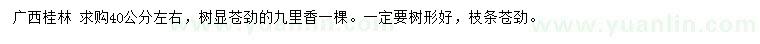求購(gòu)40公分左右九里香