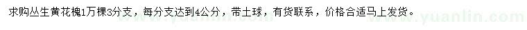求購3分支叢生黃花槐