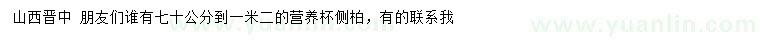 求購70-120公分側(cè)柏