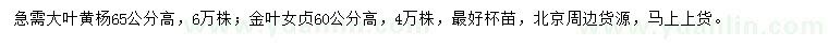 求購高65公分大葉黃楊、60公分金葉女貞