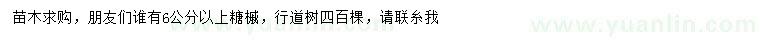 求購6公分以上糖槭