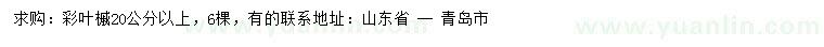 求購20公分彩葉槭