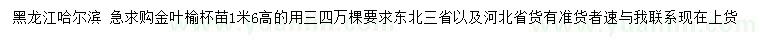 求購高1.6米金葉榆