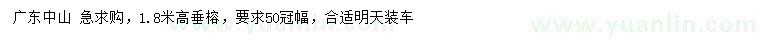 求購高1.8米垂榕