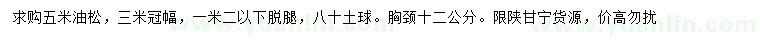 求購5米油松