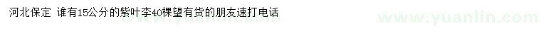 求購15公分紫葉李