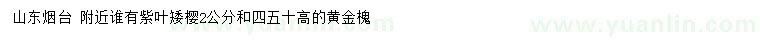 求購2公分紫葉矮櫻、高40、50公分黃金槐