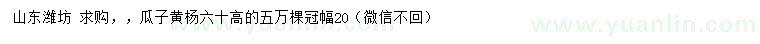 求購(gòu)高60公分瓜子黃楊