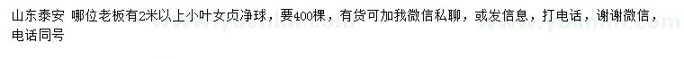 求購2米以上小葉女貞凈球