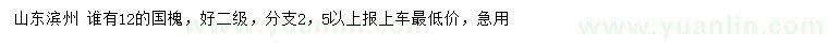 求購(gòu)12公分國(guó)槐