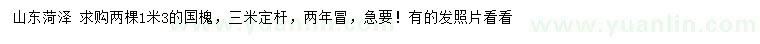 求購1.3米國槐