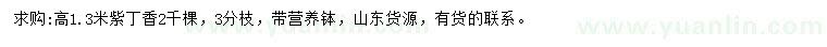 求購高1.3米紫丁香
