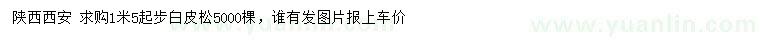 求購1.5米起步白皮松