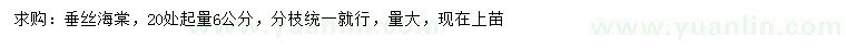 求購20處起量6公分垂絲海棠