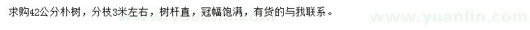 求購42公分樸樹