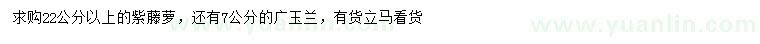 求購22公分以上紫藤蘿、7公分廣玉蘭