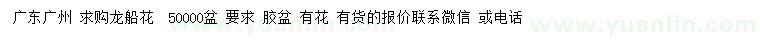 求購龍船花