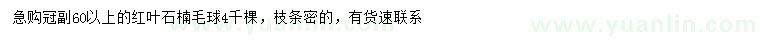 求購(gòu)冠副60以上紅葉石楠毛球