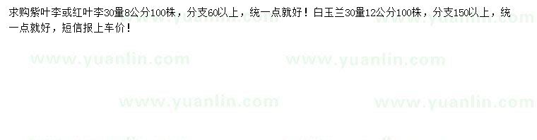 求購紫葉李、紅葉李、白玉蘭