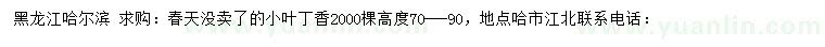 求購高度70-90公分小葉丁香