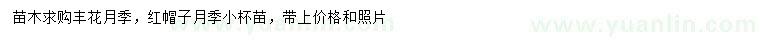 求購豐花月季、紅帽子月季