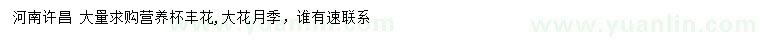 求購(gòu)大花月季