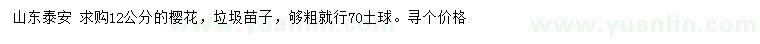 求購12公分櫻花