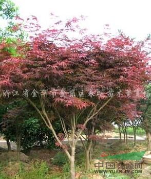 紅楓