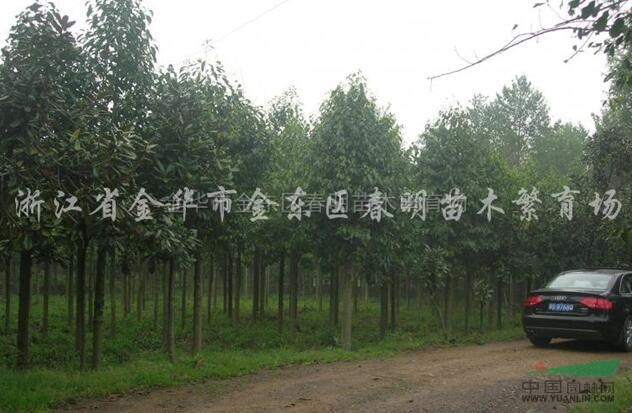 樂昌含笑