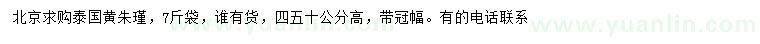 求購高40、50公分黃朱槿