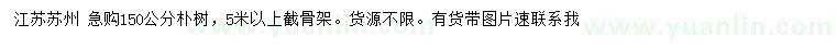 求購(gòu)150公分樸樹