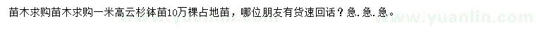 求購高1米云杉