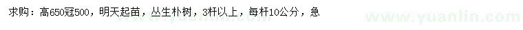 求購(gòu)高650公分叢生樸樹(shù)